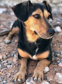 Close-up of a dog looking away