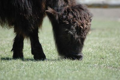 Animal grazing on grassy field