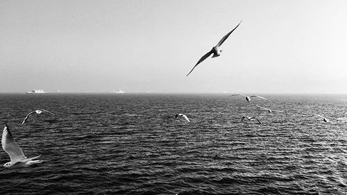 Seagulls flying over sea