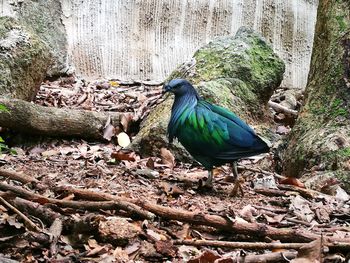 High angle view of peacock