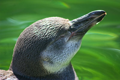 Close-up of duck swimming in lake