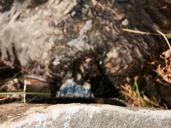 Surface level of stream