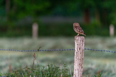 Owl perching on wooden fence