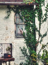 Ivy growing on wall