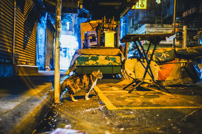 View of dog in street