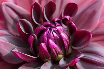 Close-up of pink dahlia