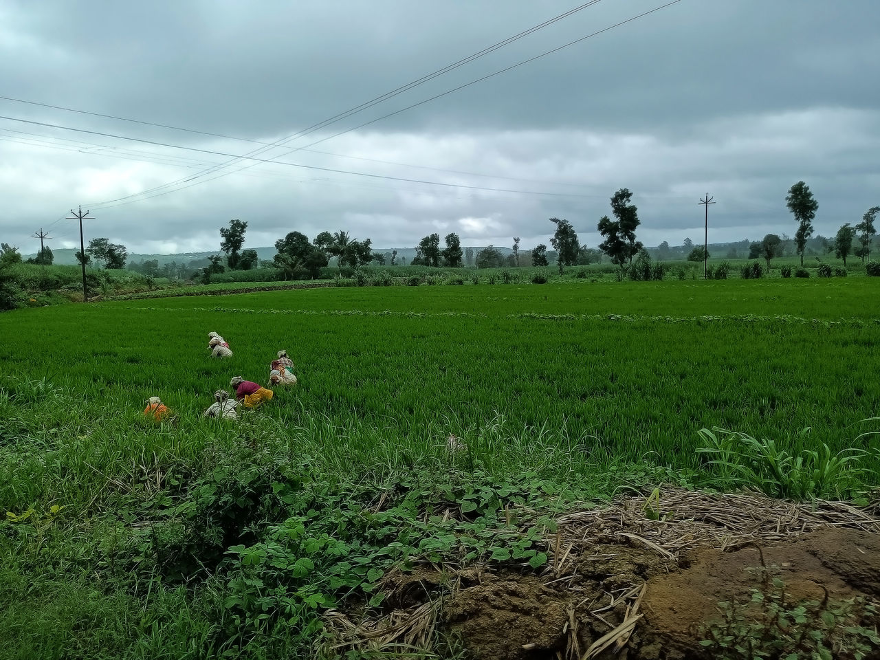 VIEW OF RURAL LANDSCAPE