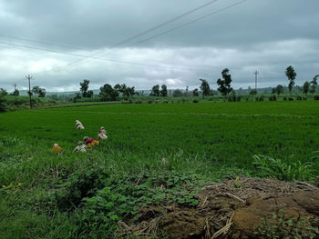 Scenic view of farm field against sky