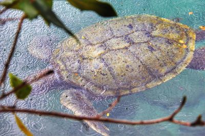 Close-up of starfish on plant