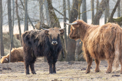 Graceful wanderer. majestic brown wild cow grazing in the early spring field