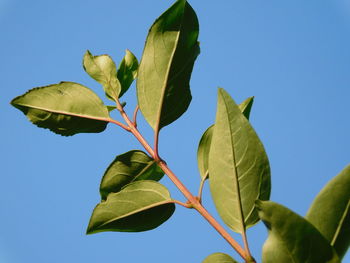 Low angle view of leaves against clear blue sky