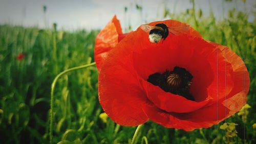 Close-up of red poppy flower on field