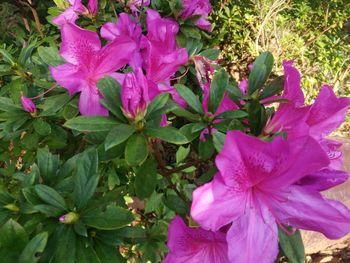 Close-up of pink flowers