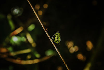 Close-up of insect on plant