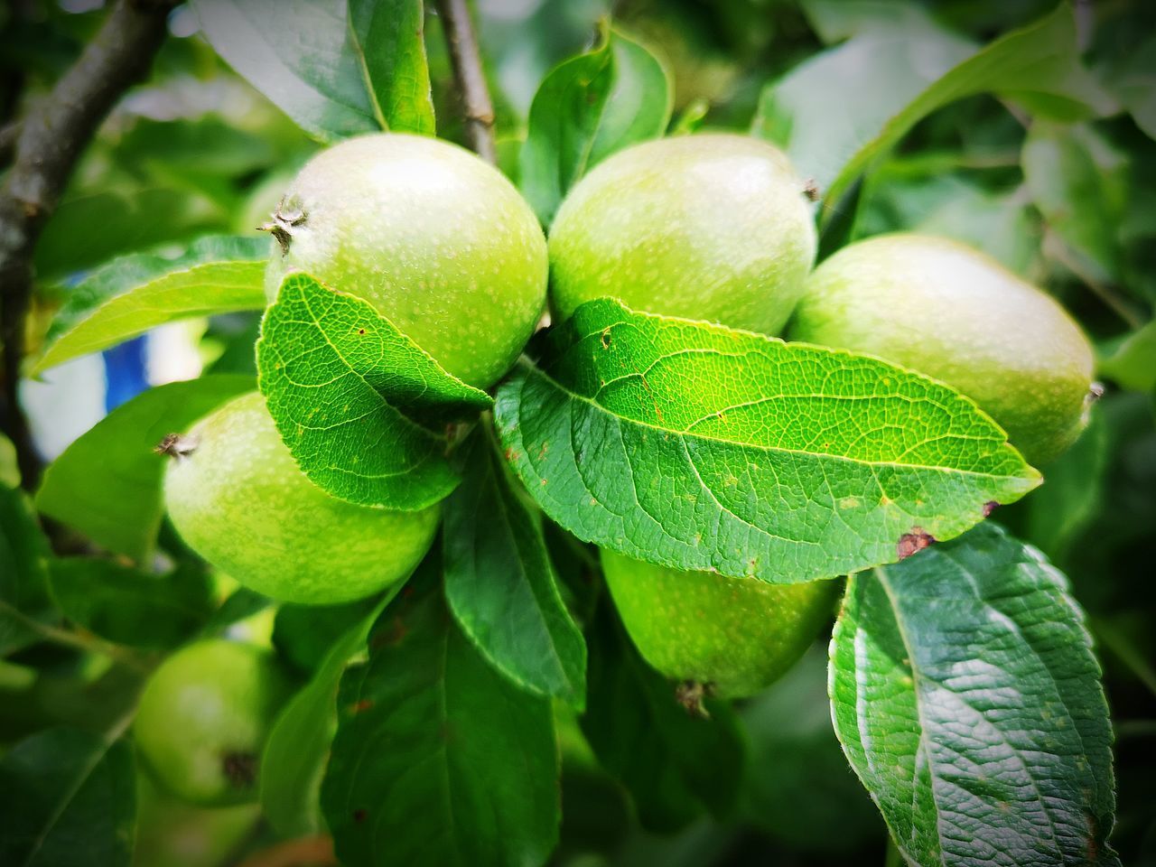 CLOSE-UP OF FRESH FRUIT ON TREE