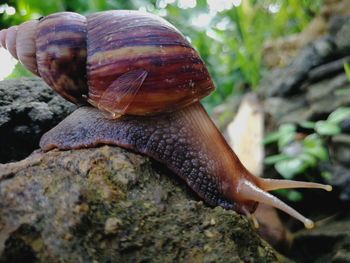 Close-up of snail