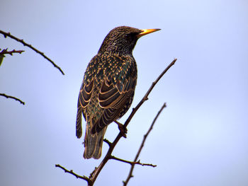 Low angle view of bird perching on branch against sky