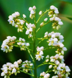 Close-up of white flowers blooming outdoors