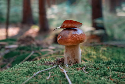 Close-up of mushroom growing on field