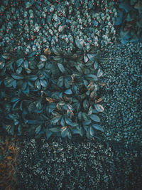 High angle view of dry leaves on land