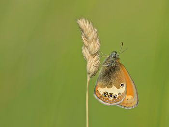 Close-up of butterfly on leaf