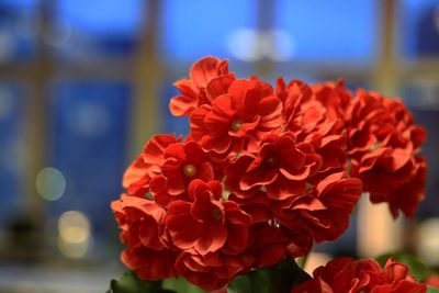 Close-up of red dahlia flowers