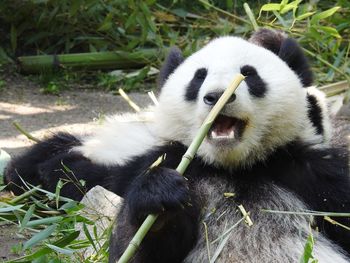 View of animal eating plant in zoo