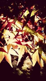 Close-up of maple leaves