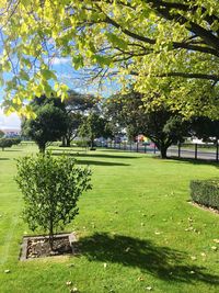 Trees in park