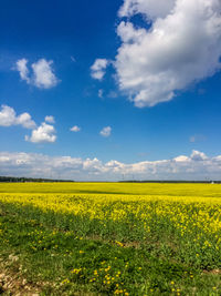 Scenic view of oilseed rape field against sky