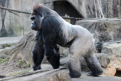 Close-up of monkey sitting on rock at zoo