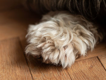 Dog's paw with claws on wooden floor selective focus. the hind leg nails. pets grooming, treatments 