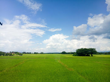 Scenic view of agricultural field against sky