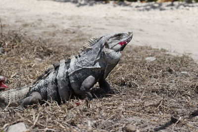 Lizard on a field