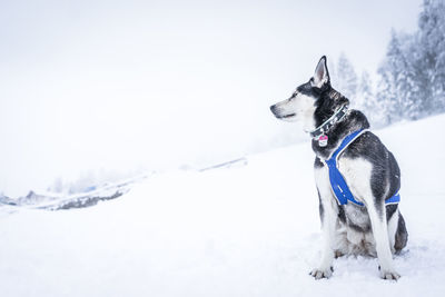 Dog on snow field against sky