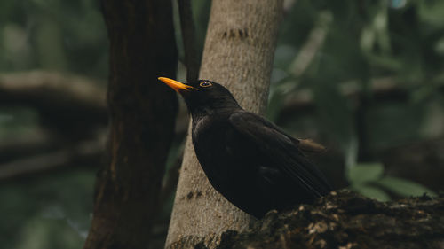 Close-up of bird perching on tree trunk