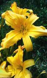 Close-up of yellow day lily blooming outdoors