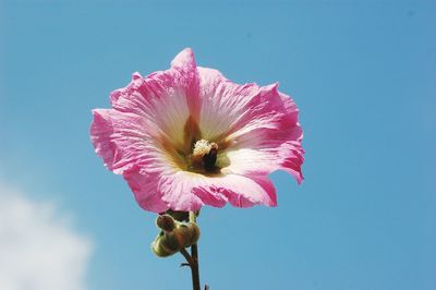 Low angle view of pink hibiscus against sky