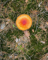 High angle view of mushroom growing on field