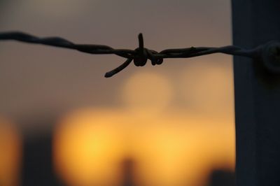 Close-up of barbed wire