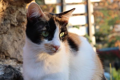 Close-up portrait of a cat