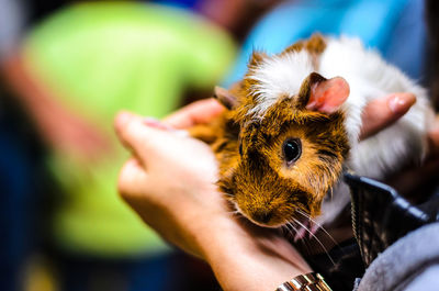 Cropped hands of man holding guinea pig