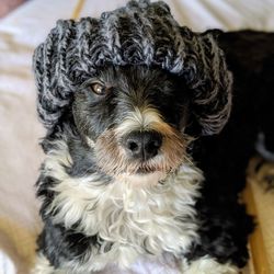 Close-up portrait of dog