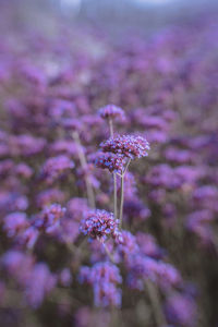 Close-up of purple flowering plant