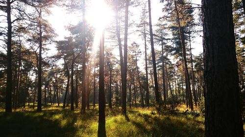 Sun shining through trees