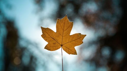 Close-up of maple leaf on tree