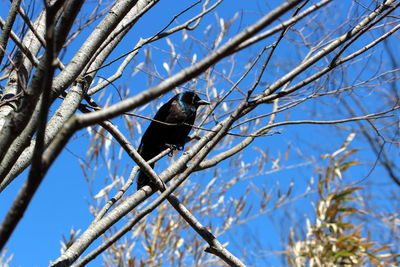 Low angle view of bird perching on branch