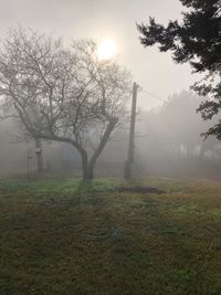 Trees on field against sky