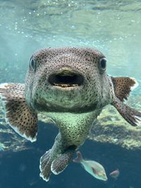 Close-up of fish swimming in sea