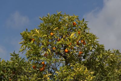 Low angle view of fruits growing on tree against sky